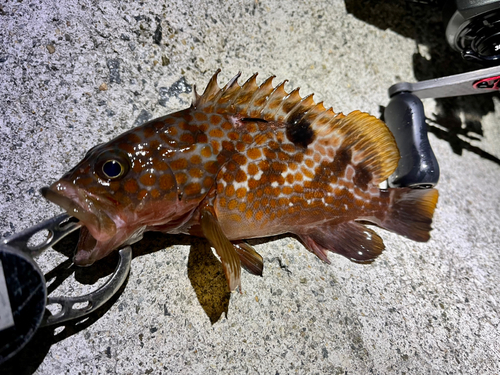 アコウの釣果