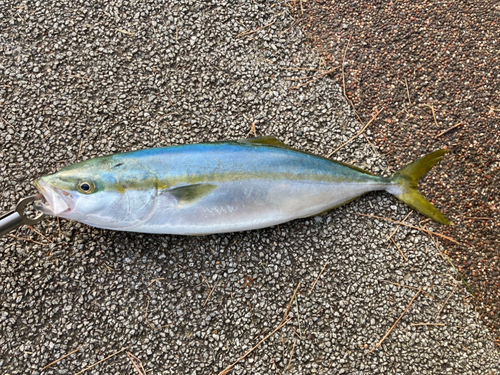 ハマチの釣果