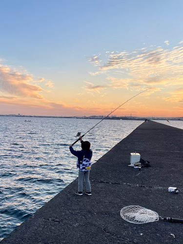 コノシロの釣果