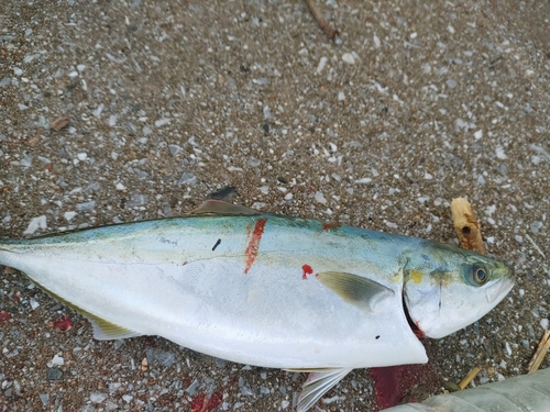 ツバスの釣果