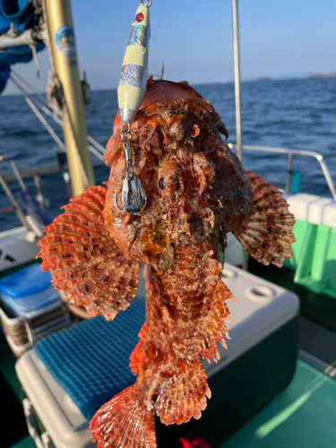 オニカサゴの釣果