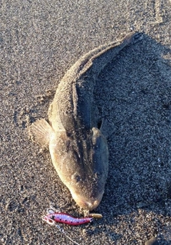 マゴチの釣果