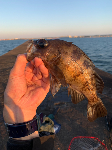 メバルの釣果