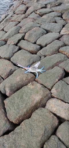 カニの釣果