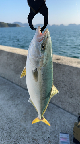 ヤズの釣果