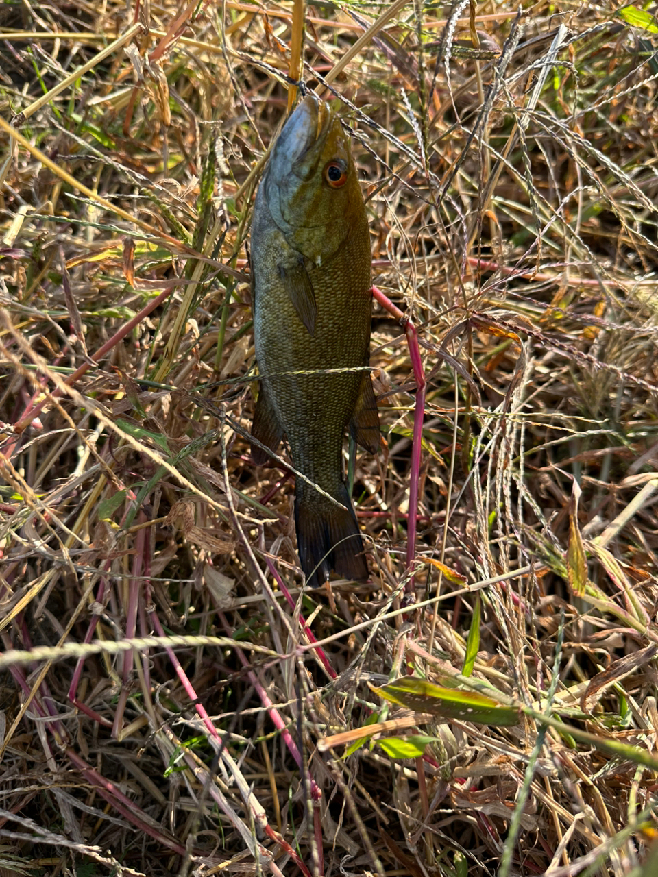 スモールマウスバス