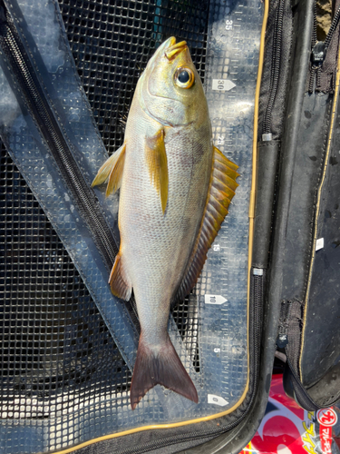 イサキの釣果