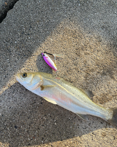 シーバスの釣果