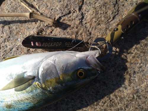 ツバスの釣果