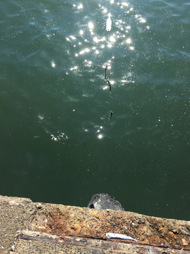 マイワシの釣果