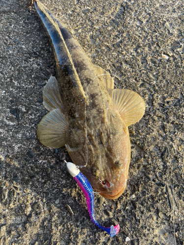 マゴチの釣果