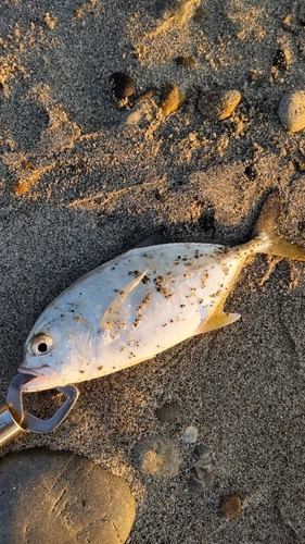 メッキの釣果