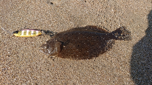 シタビラメの釣果