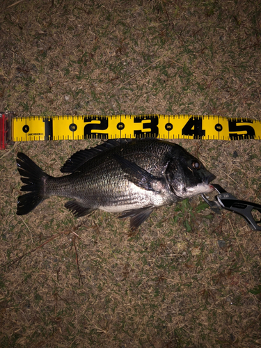 クロダイの釣果