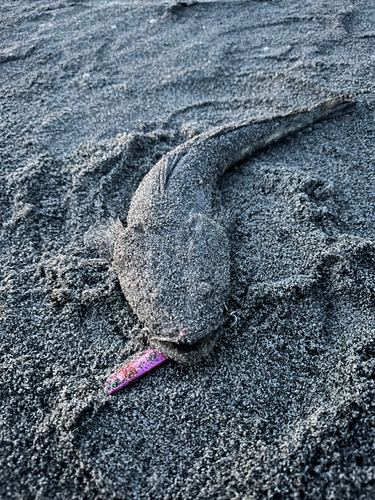 コチの釣果