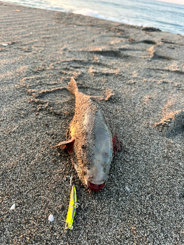 フグの釣果