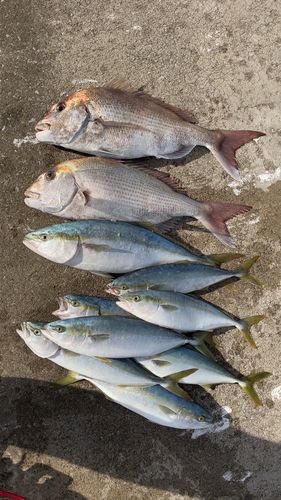 マダイの釣果