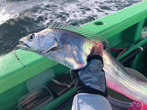 タチウオの釣果