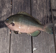 メジナの釣果