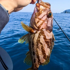 ホウキハタの釣果