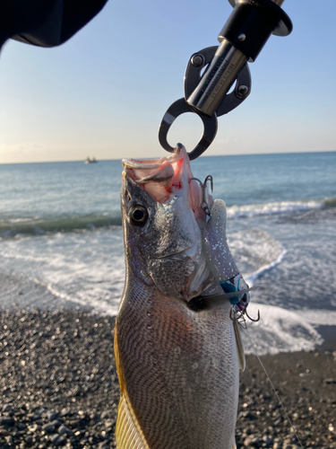 ニベの釣果