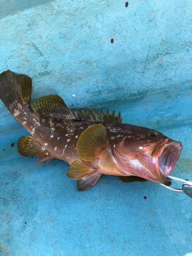 アコウの釣果