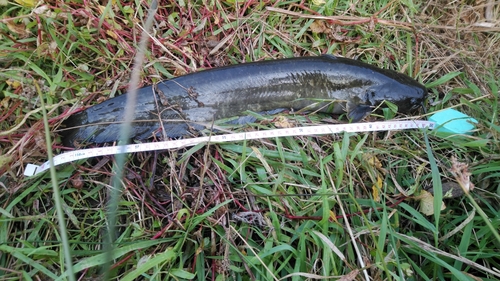 ナマズの釣果