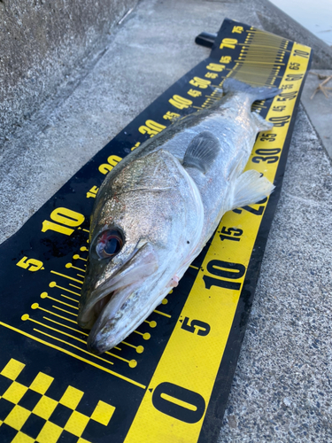 フッコ（マルスズキ）の釣果