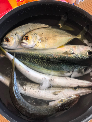 カマスの釣果