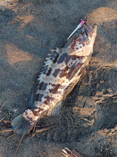 チャイロマルハタの釣果