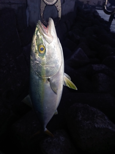 イナダの釣果