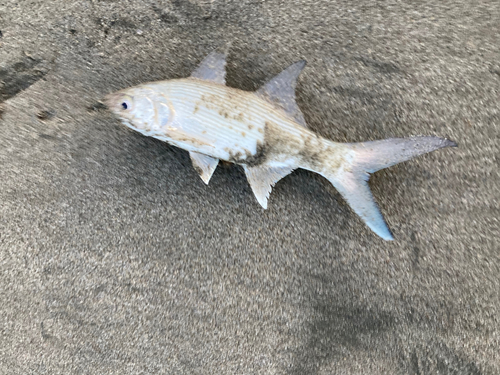 ツバメコノシロの釣果