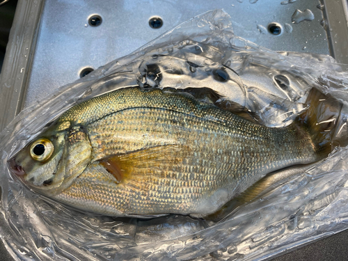 ウミタナゴの釣果