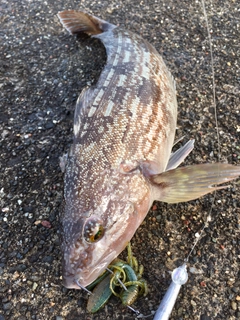 アイナメの釣果