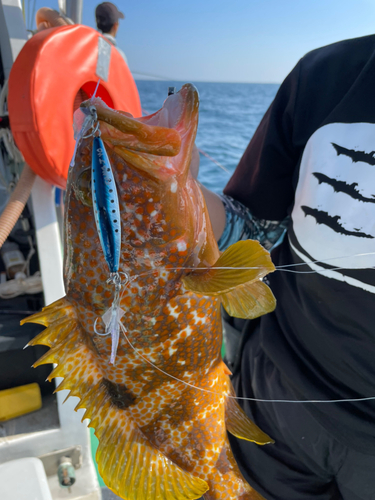 キジハタの釣果