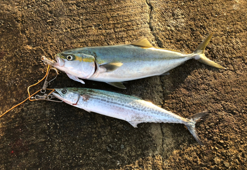 メジロの釣果