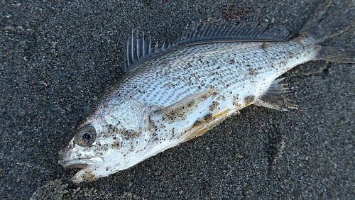 ニベの釣果