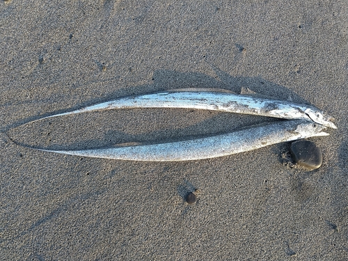 タチウオの釣果