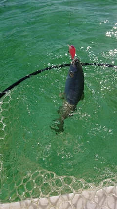 レインボートラウトの釣果