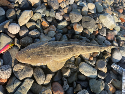 マゴチの釣果