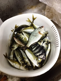 マアジの釣果