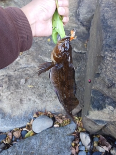 アイナメの釣果