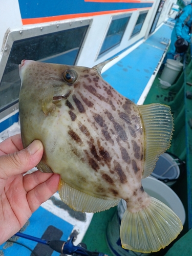 カワハギの釣果