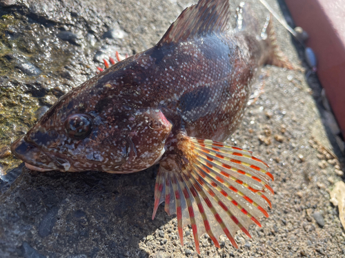 クジメの釣果