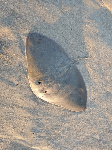 ツバクロエイの釣果