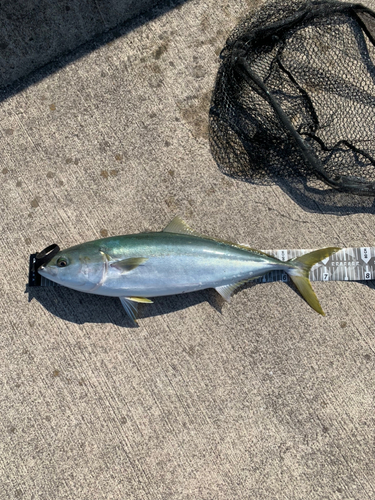 メジロの釣果