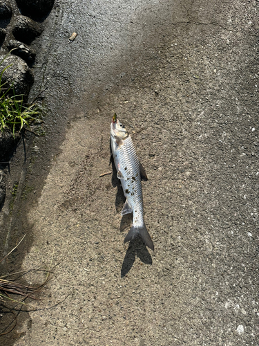 ニゴイの釣果