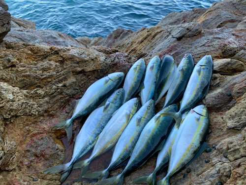 ヤズの釣果