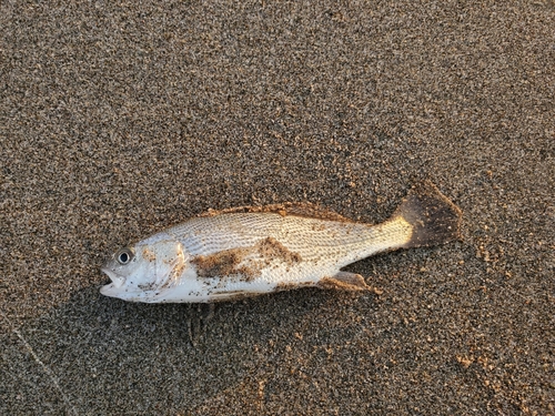 イシモチの釣果