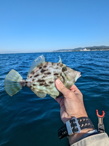 カワハギの釣果